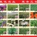 白芷白芷子白芷种子白芷籽二年纯新包芽率