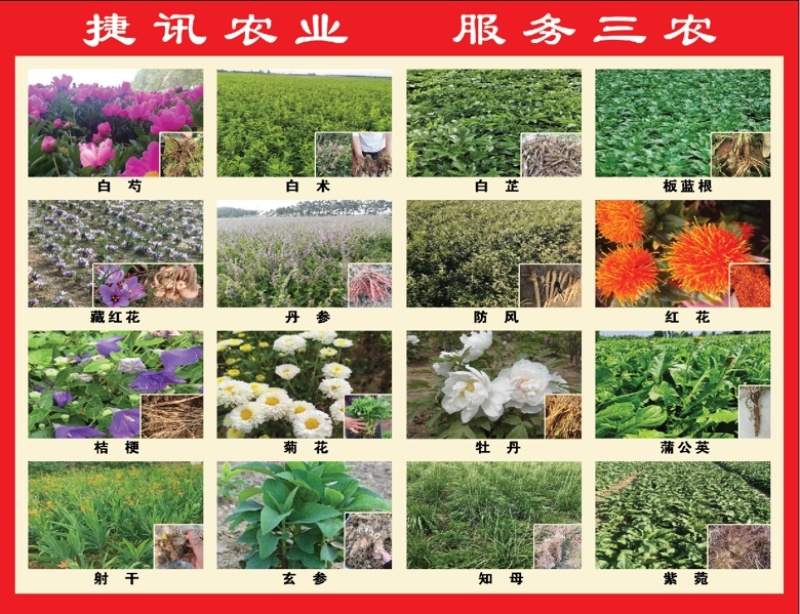 白芷白芷子白芷种子白芷籽二年纯新包芽率