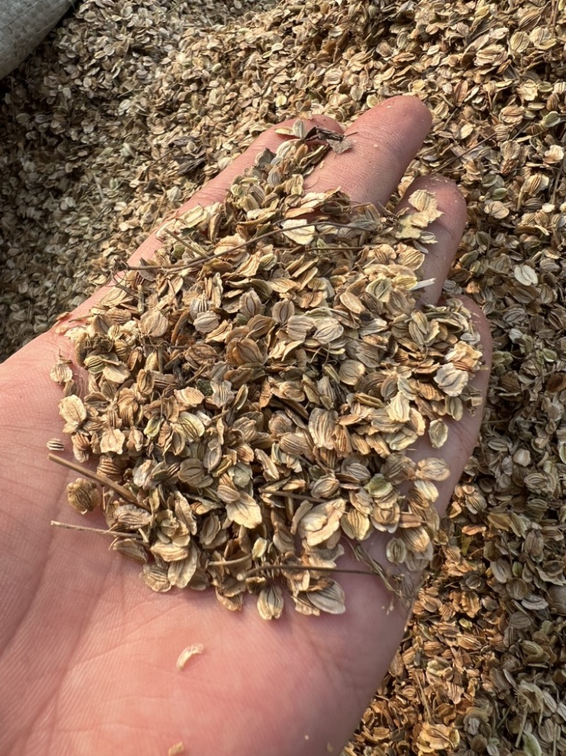白芷白芷子白芷种子白芷籽二年纯新包芽率