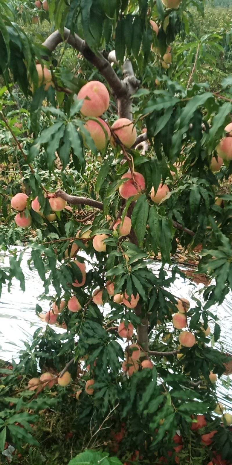映霜红桃脆甜硬度高一个月不软的雪桃