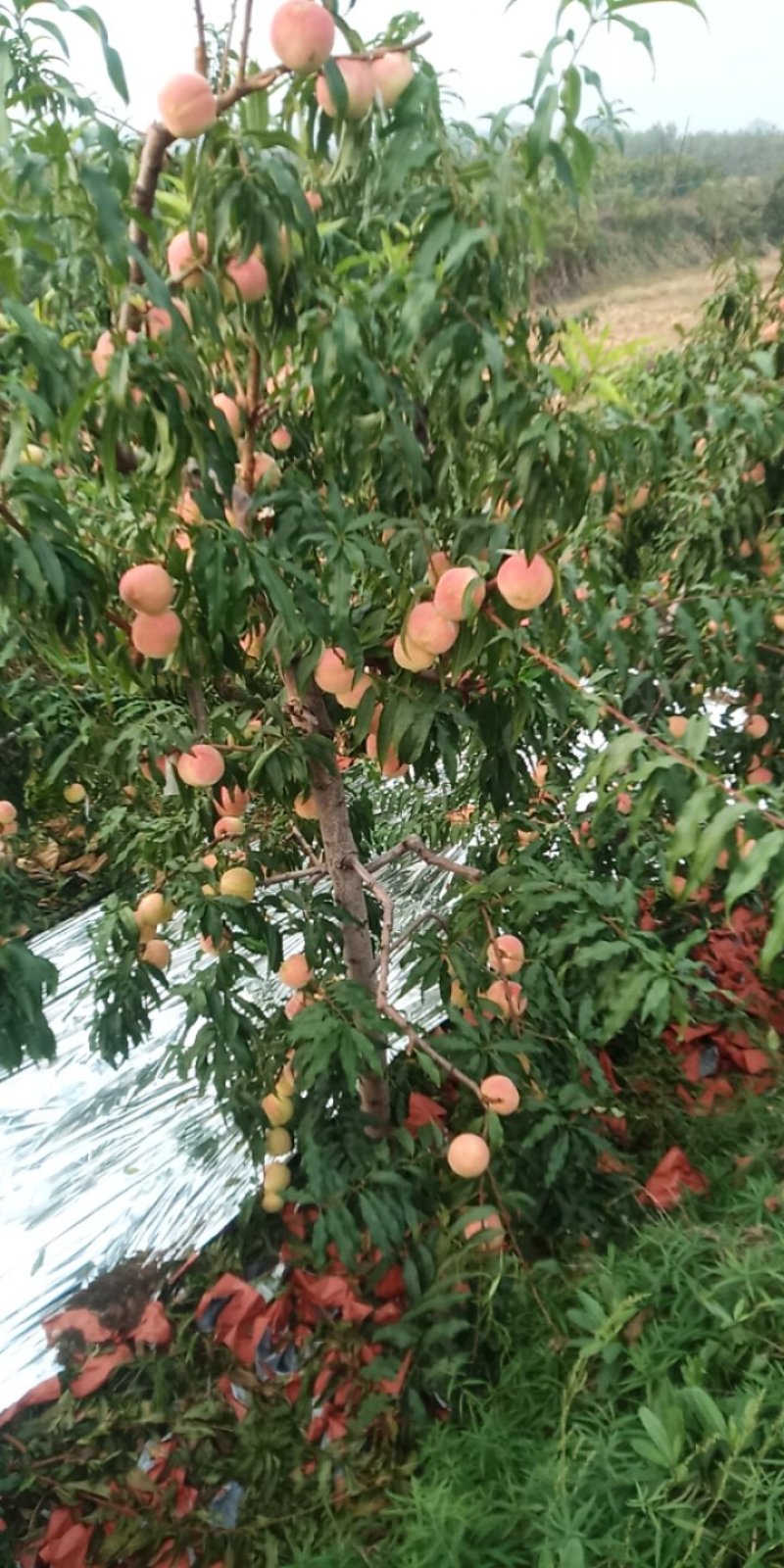 映霜红桃脆甜硬度高一个月不软的雪桃