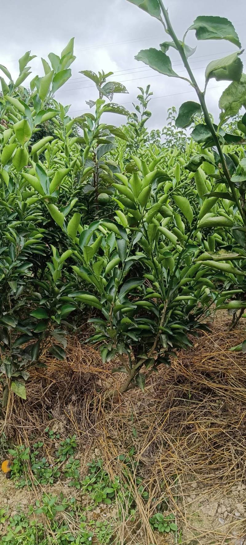 移植的黄金贡柚苗，带土球，成活率高，易挂果，庭院均可栽种
