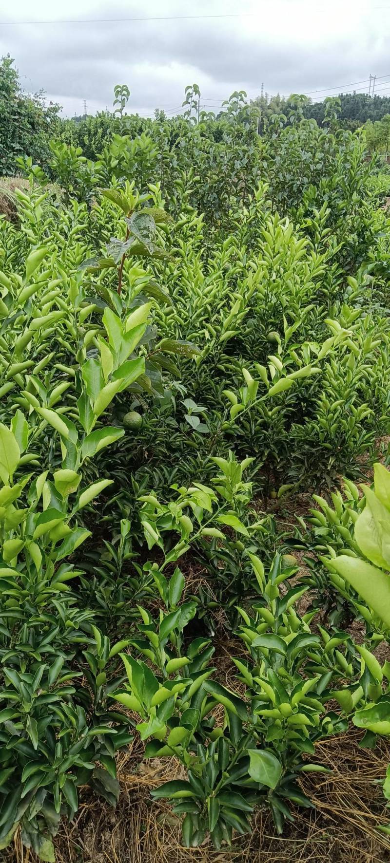 移植的黄金贡柚苗，带土球，成活率高，易挂果，庭院均可栽种