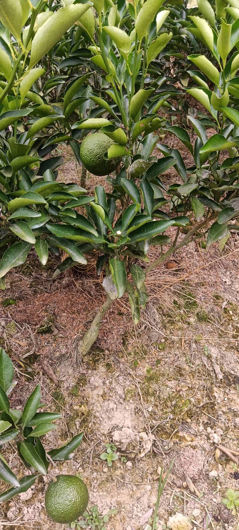 移植的黄金贡柚苗，带土球，成活率高，易挂果，庭院均可栽种