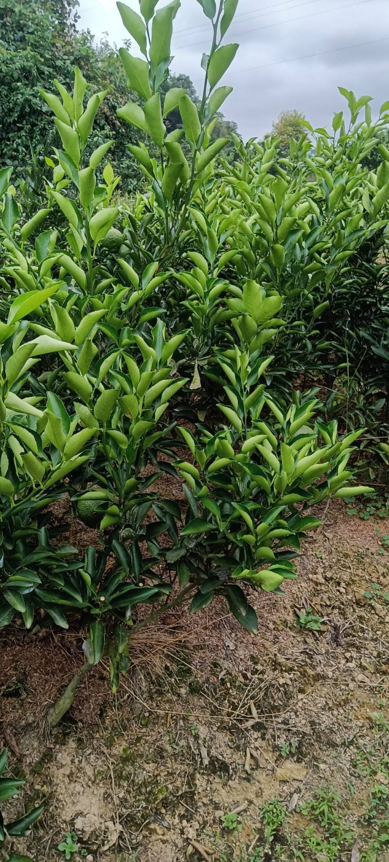 移植的黄金贡柚苗，带土球，成活率高，易挂果，庭院均可栽种