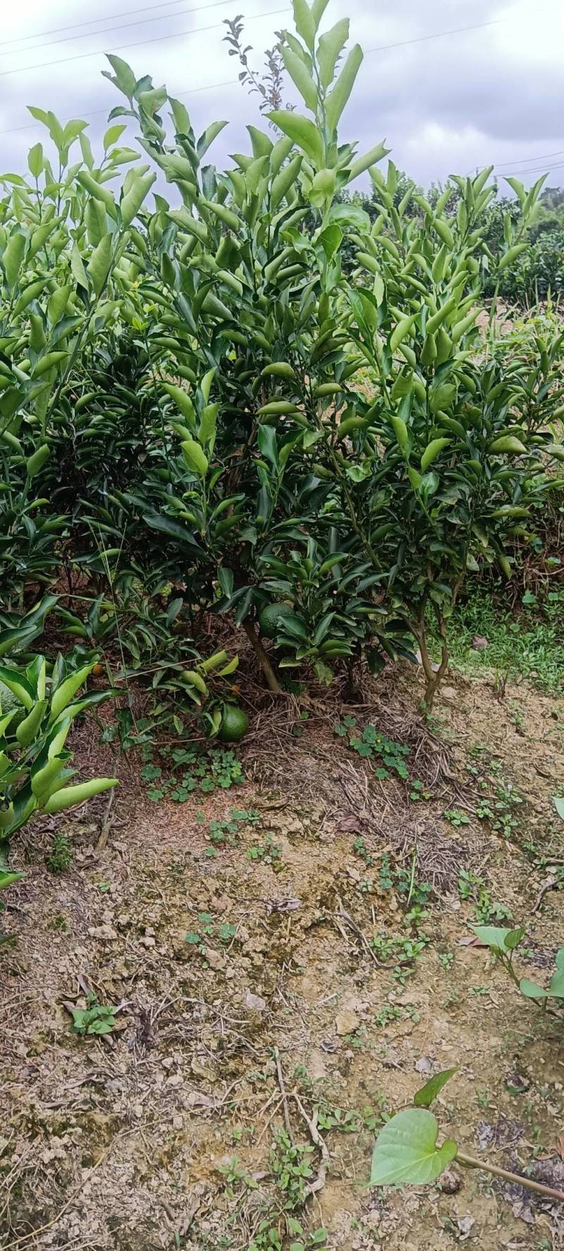 移植的黄金贡柚苗，带土球，成活率高，易挂果，庭院均可栽种