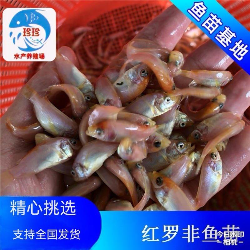 红罗非鱼，花调鱼苗，彩虹调罗非鱼苗十（支持水花批发）