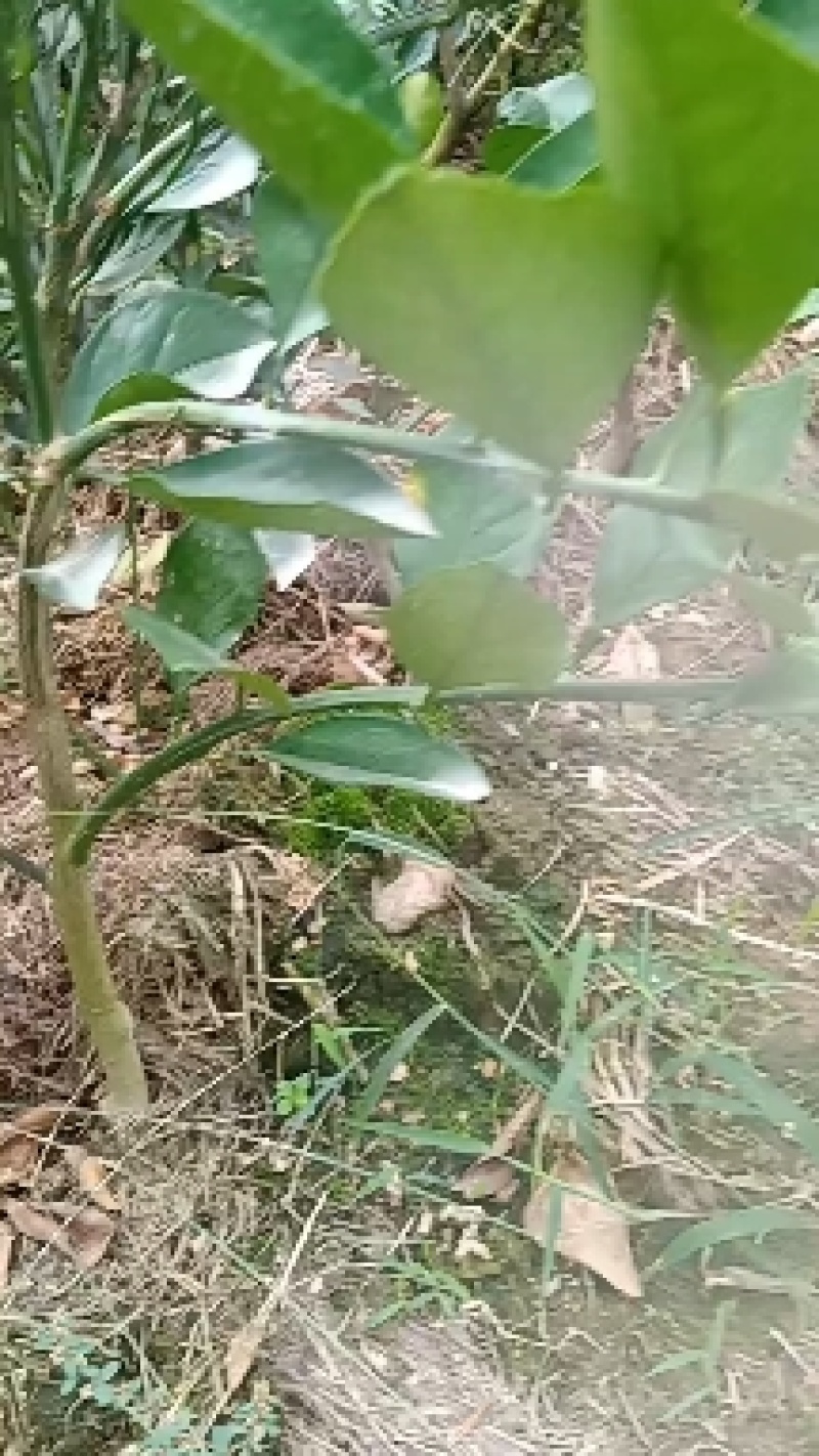 移植的纽荷尔脐橙苗