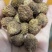 云南河口新鲜阳春沙仁，，无硫磺烘干，可按照客户要求加工。