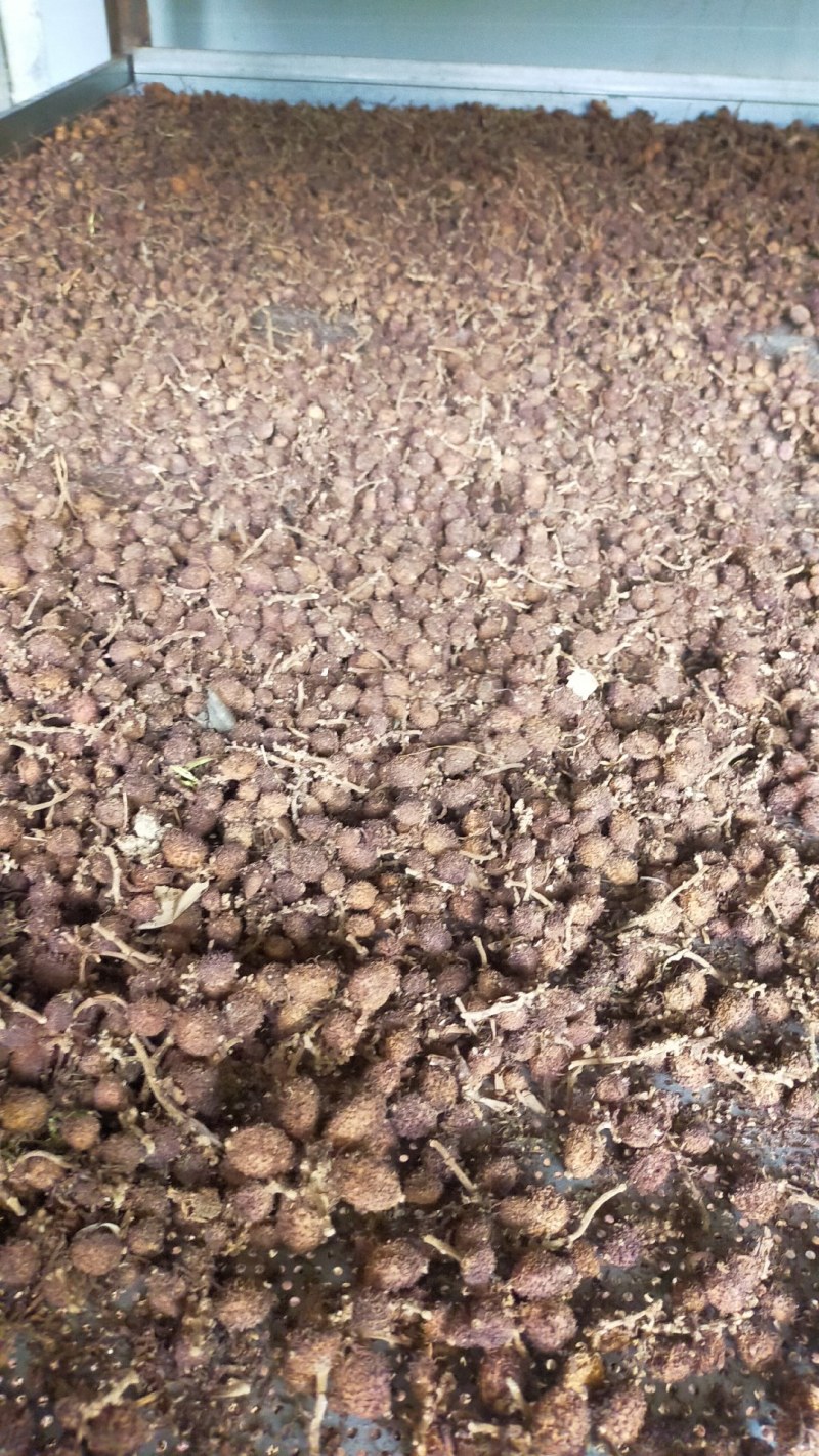 云南河口新鲜阳春沙仁，，无硫磺烘干，可按照客户要求加工。