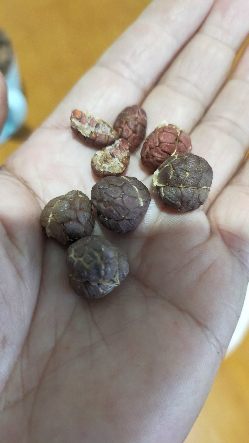 云南河口新鲜阳春沙仁，，无硫磺烘干，可按照客户要求加工。