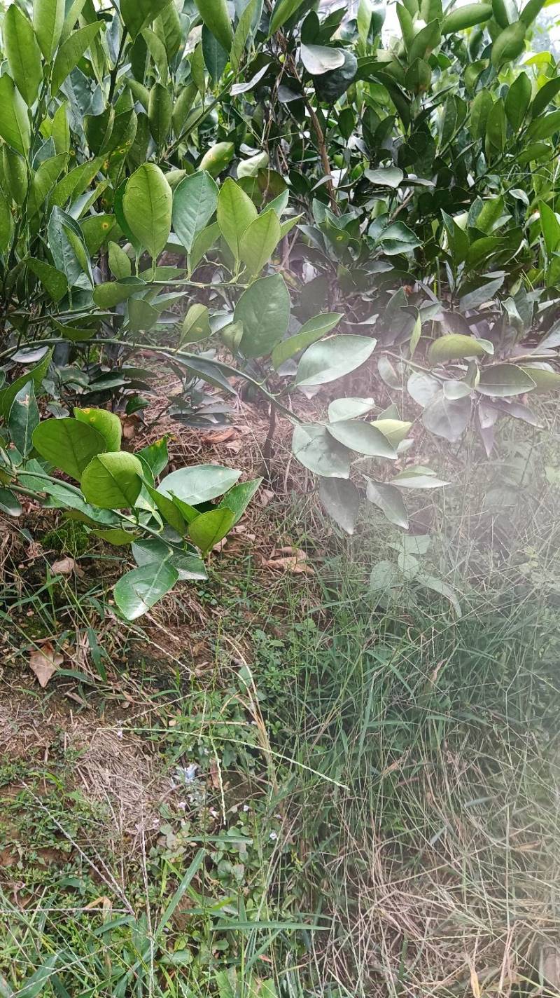 移植的纽荷尔脐橙苗