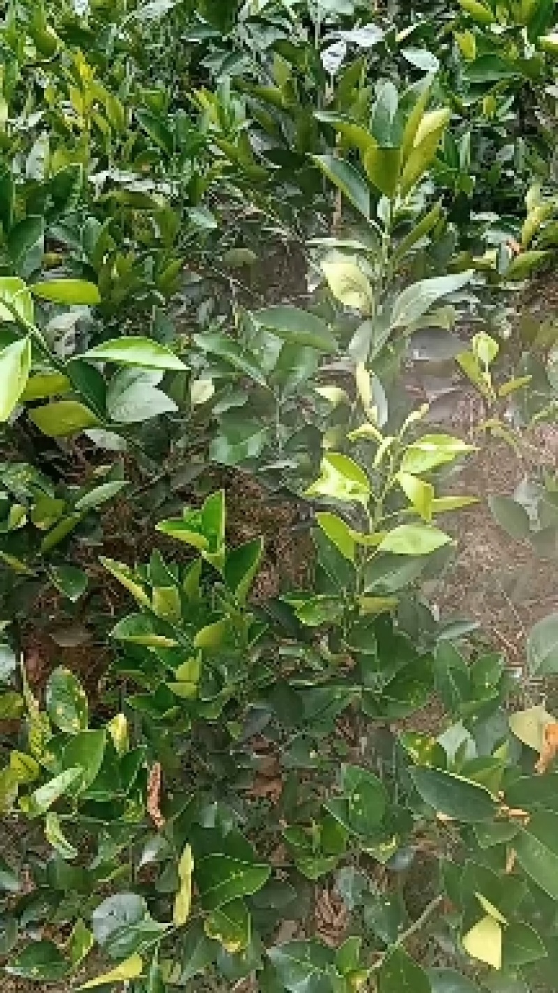 移植的纽荷尔脐橙苗