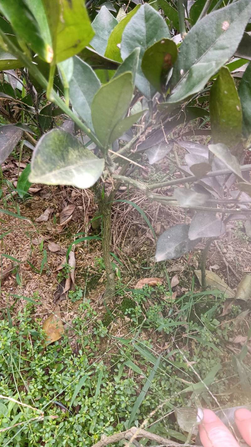 移植的纽荷尔脐橙苗
