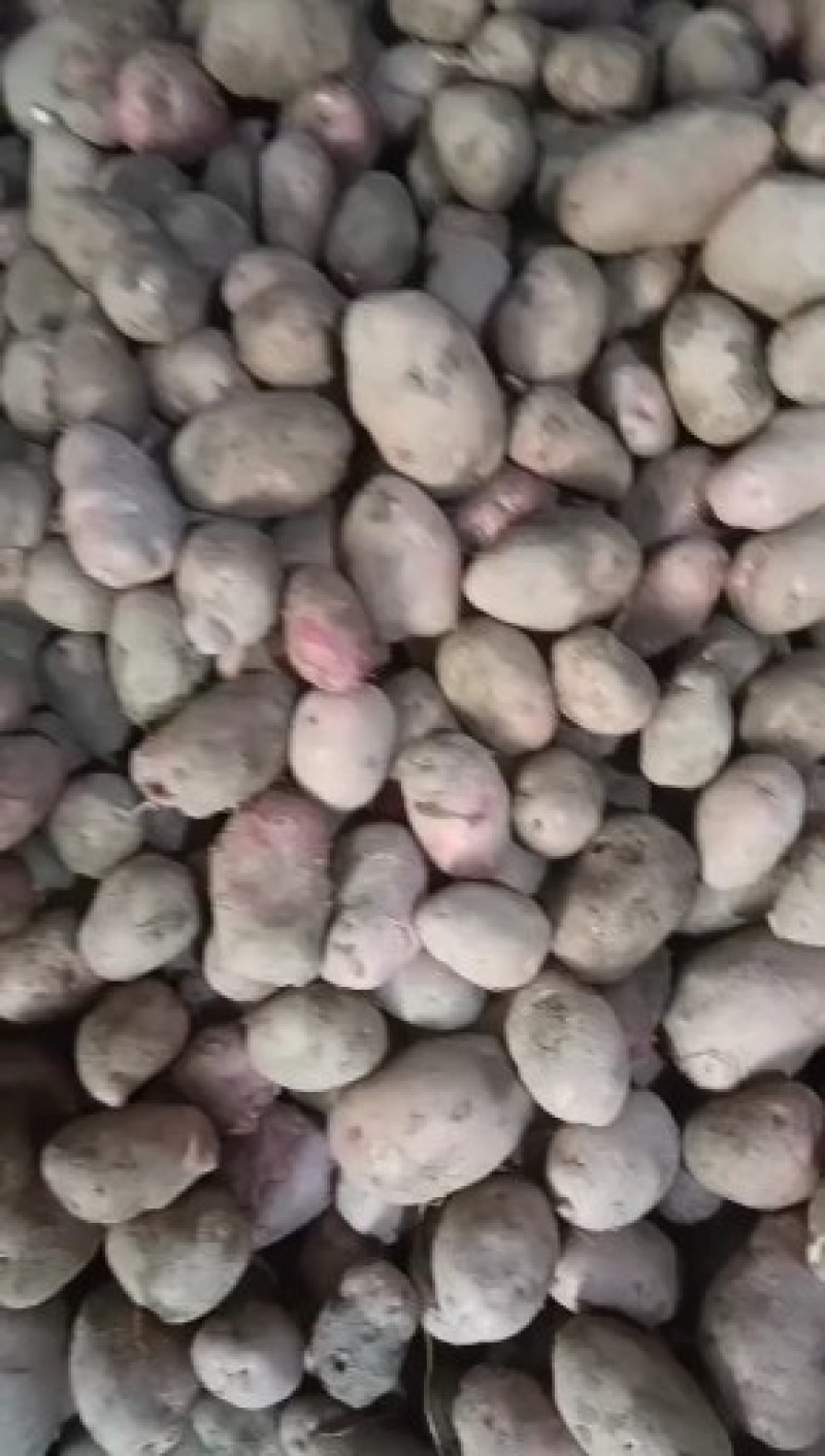 邯郸土豆大量出货产地直接发货品新鲜充足