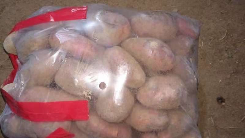 邯郸土豆大量出货产地直接发货品新鲜充足