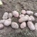邯郸土豆大量出货产地直接发货品新鲜充足