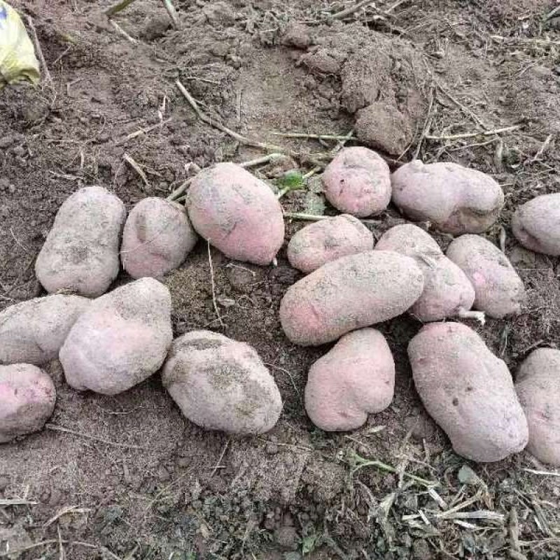邯郸土豆大量出货产地直接发货品新鲜充足