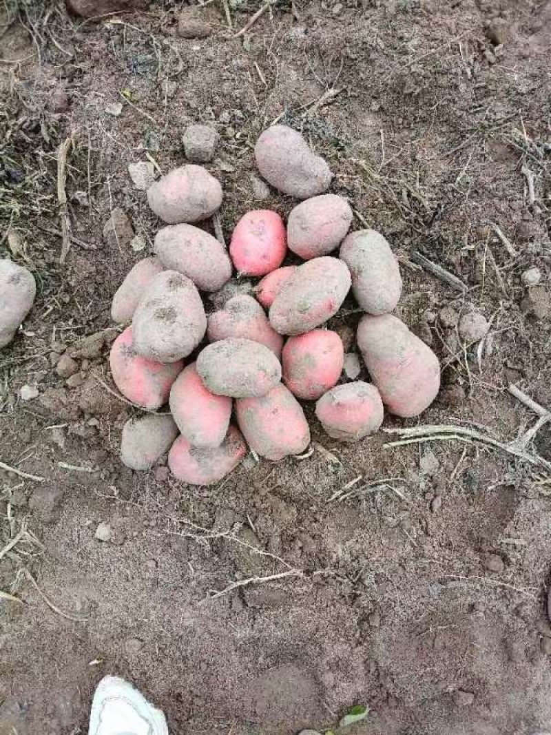 邯郸土豆大量出货产地直接发货品新鲜充足
