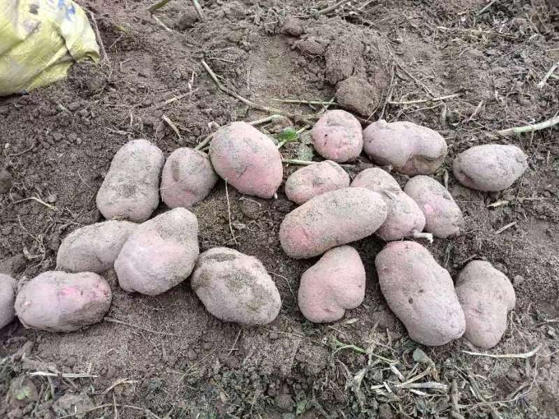 邯郸土豆大量出货产地直接发货品新鲜充足