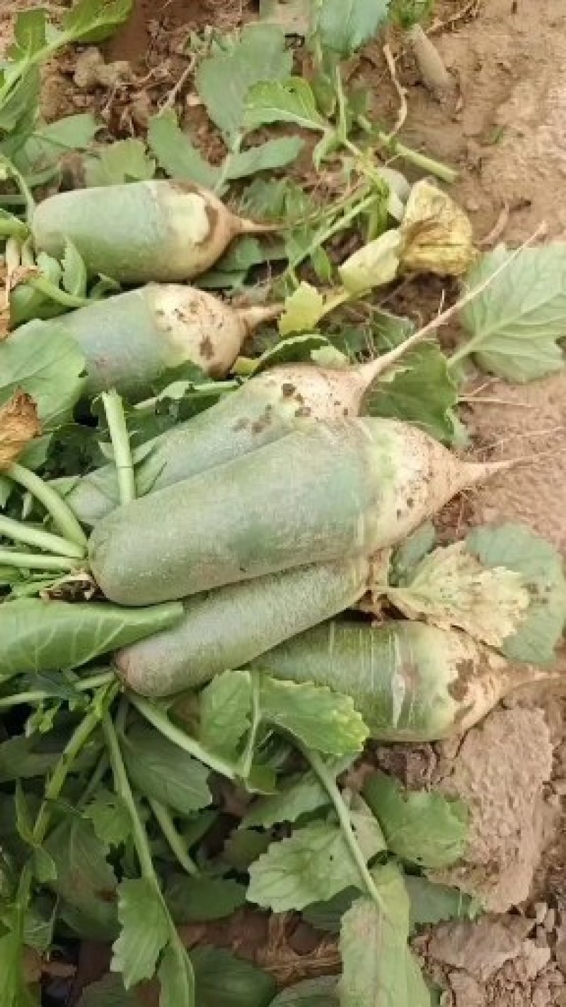 白萝卜场地货量大刚出新鲜爽脆
