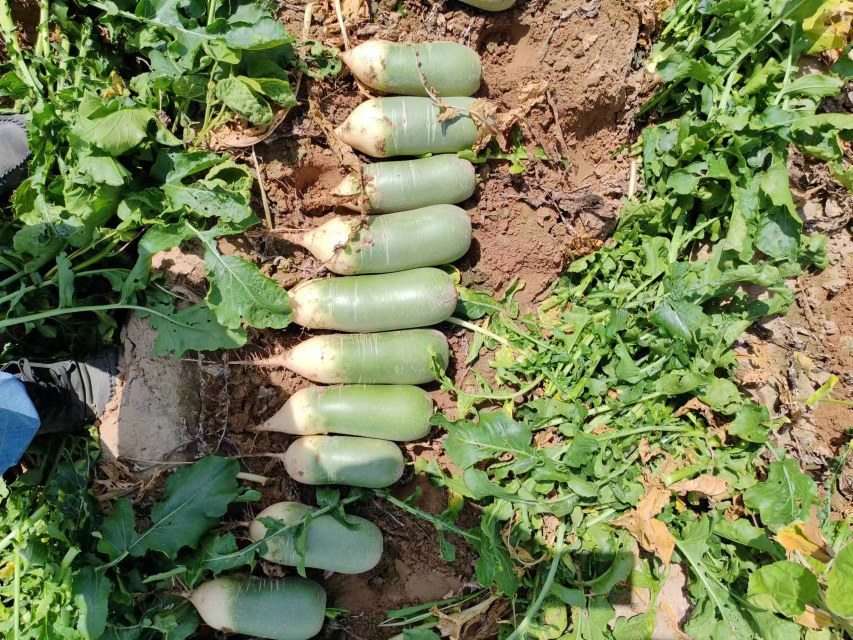 清晨农贸市场场景,阳光透过顶棚照射在一个露天蔬菜摊位上,整齐码放着成捆的新鲜旱芹与堆叠的青皮白心萝卜,部分萝卜仍带湿润泥土与绿色缨叶,摊主正在整理货物,体现农产品原生态品质 农贸市场摊位上整齐摆放的芹菜与青萝卜