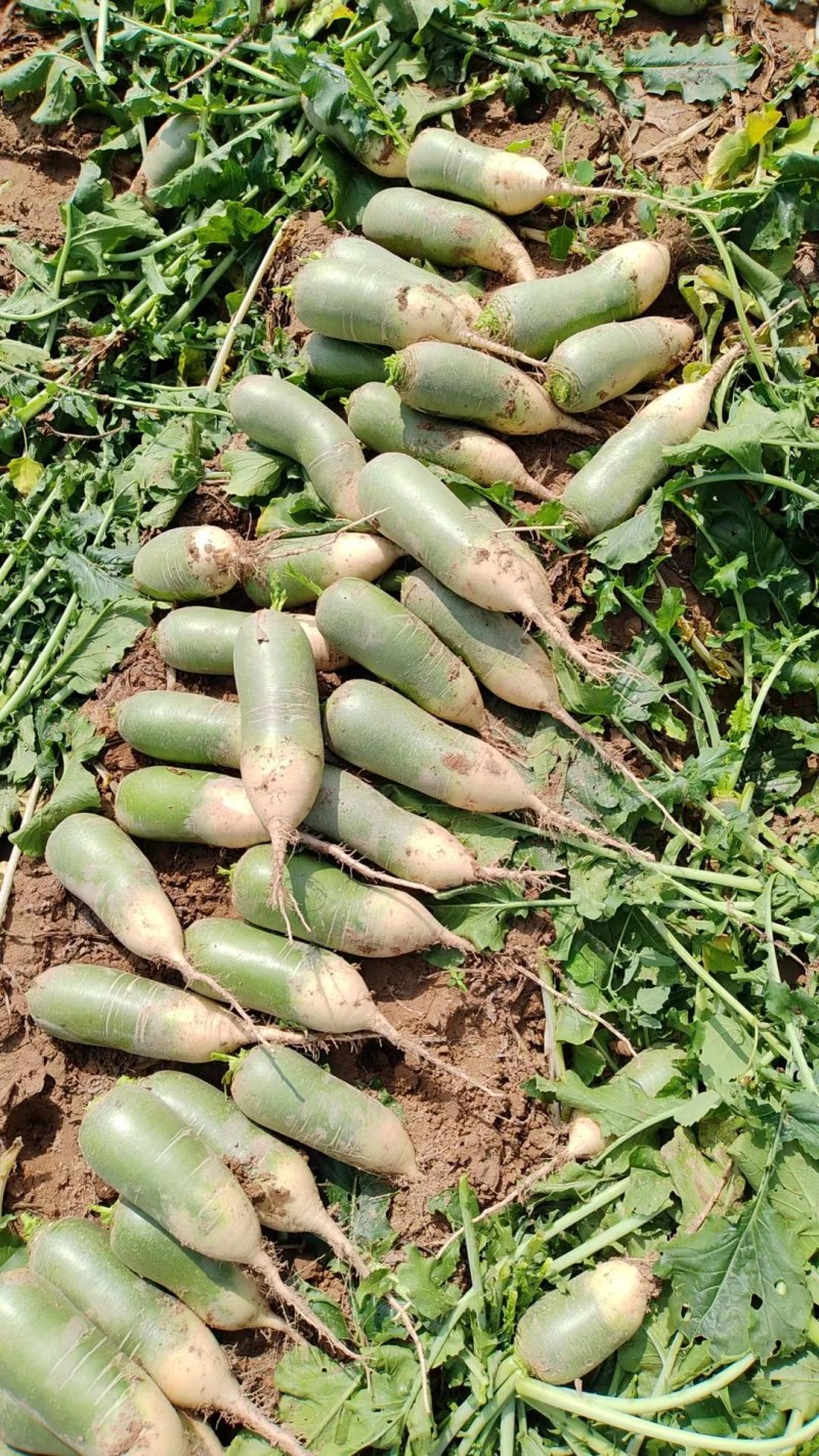白萝卜场地货量大刚出新鲜爽脆