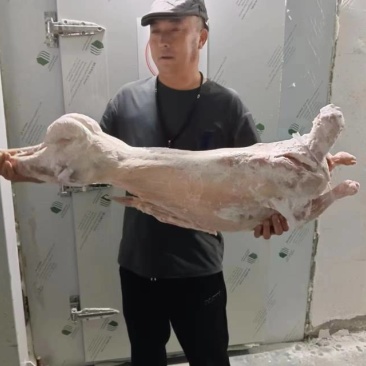 西旗羊酮体
