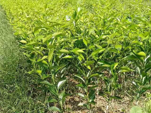 成熟的新会茶枝柑挂在枝头,果实呈扁圆形,表皮橙红色,油胞清晰可见,阳光照射下泛着光泽,背景为岭南地区典型的柑园景观 茶枝柑新鲜果实特写