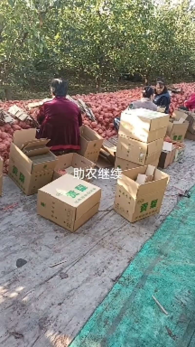 山西晋中贡梨，产地一手货源，现货批发，欢迎咨询