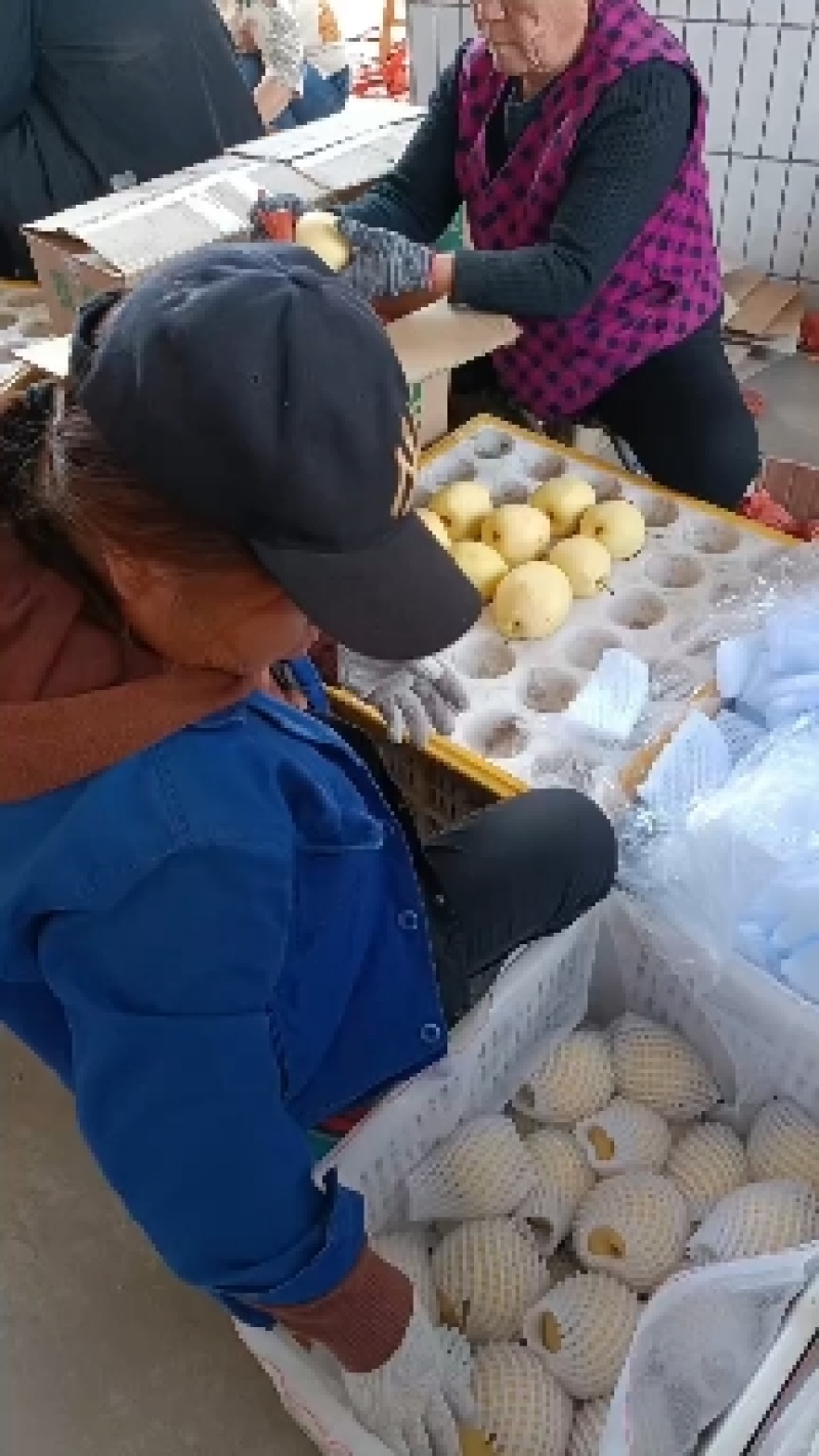 山西晋中贡梨，产地一手货源，现货批发，欢迎咨询