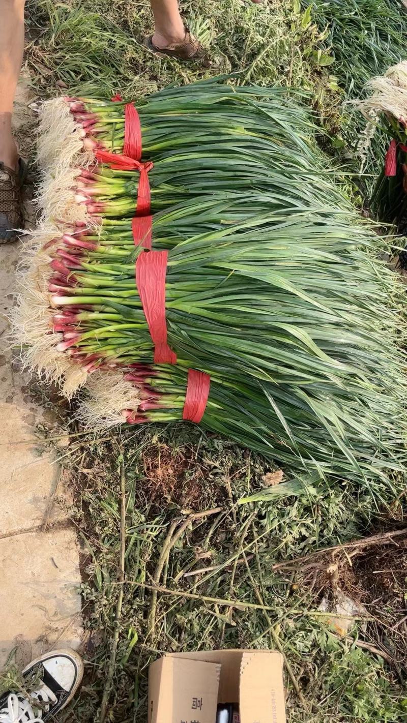精品蒜苗现货产地直发一手货源欢迎咨询