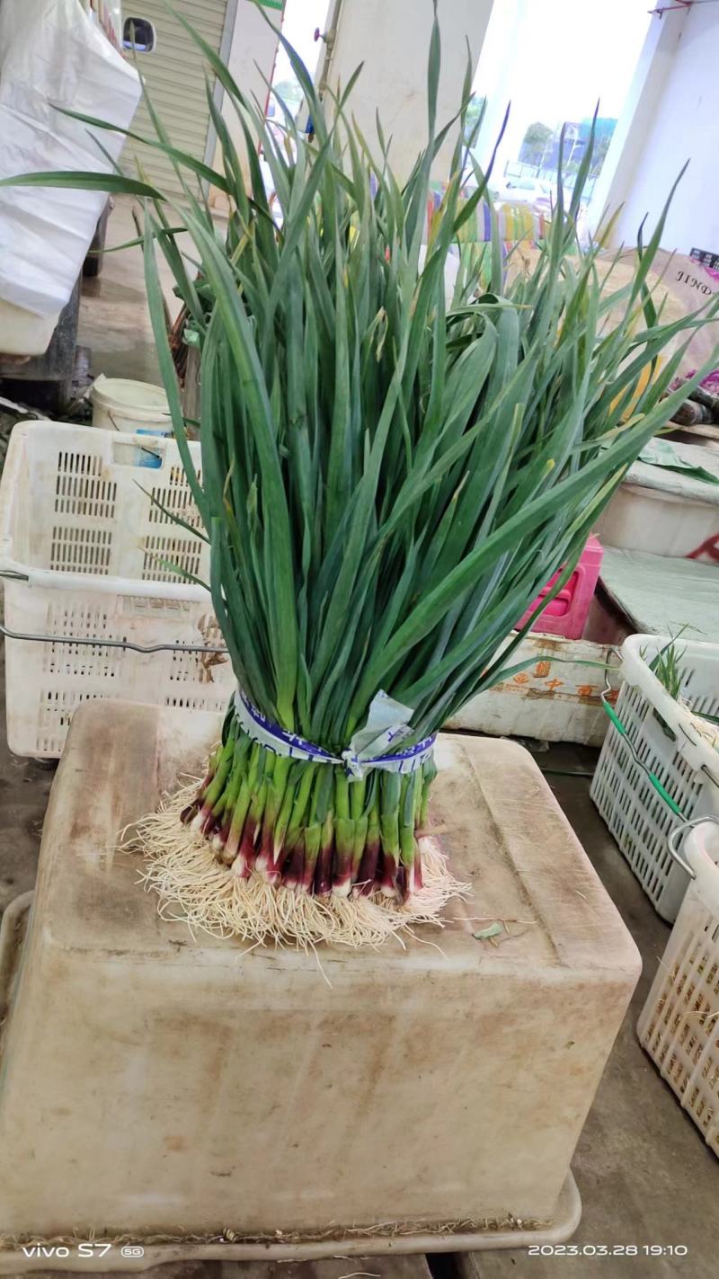 精品蒜苗现货产地直发一手货源欢迎咨询