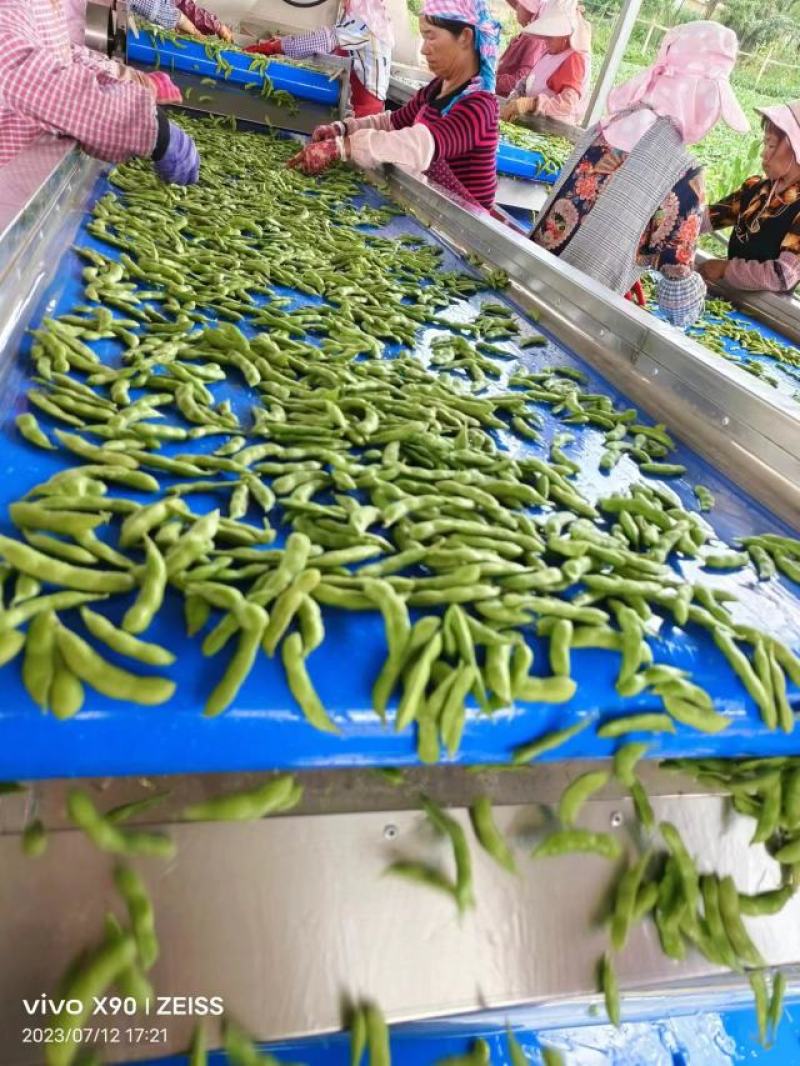 精品毛豆大量供应对接各种市场量大从优