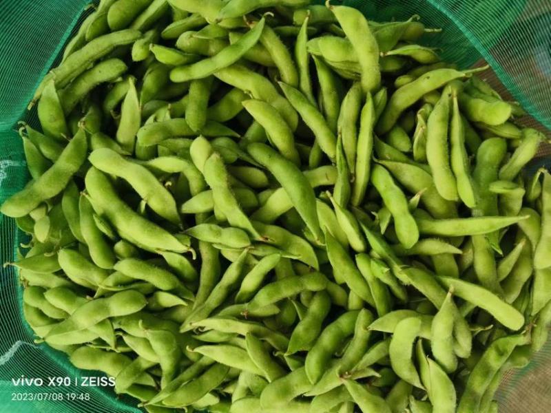 精品毛豆大量供应对接各种市场量大从优