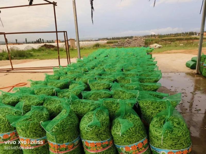 精品毛豆大量供应对接各种市场量大从优