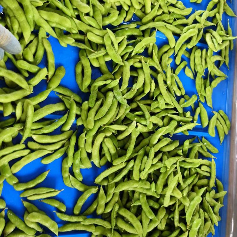 精品毛豆大量供应对接各种市场量大从优