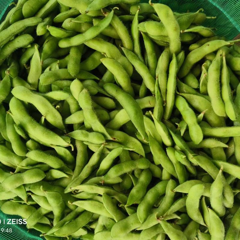 精品毛豆大量供应对接各种市场量大从优