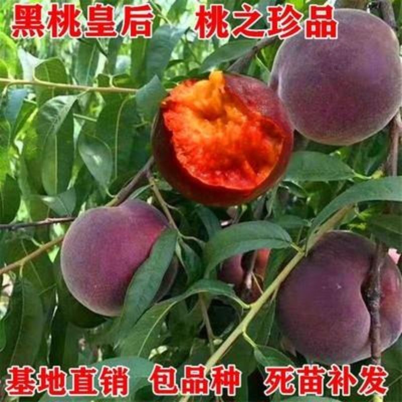 黑桃苗中华黑桃皇后桃树新品种山东桃树苗嫁接桃苗