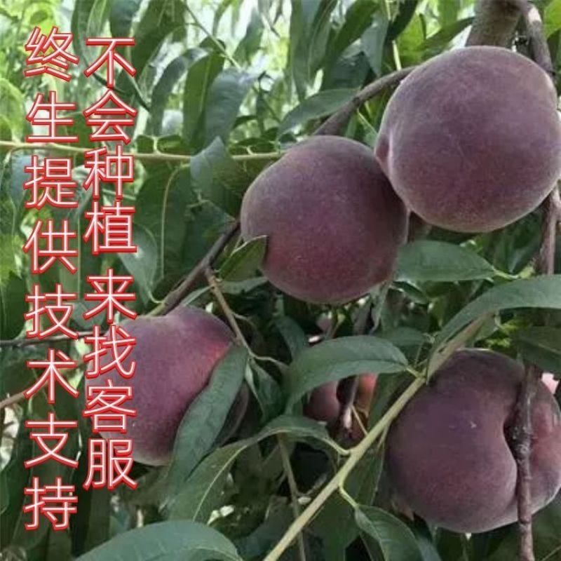 黑桃苗中华黑桃皇后桃树新品种山东桃树苗嫁接桃苗