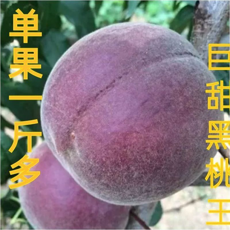 黑桃苗中华黑桃皇后桃树新品种山东桃树苗嫁接桃苗