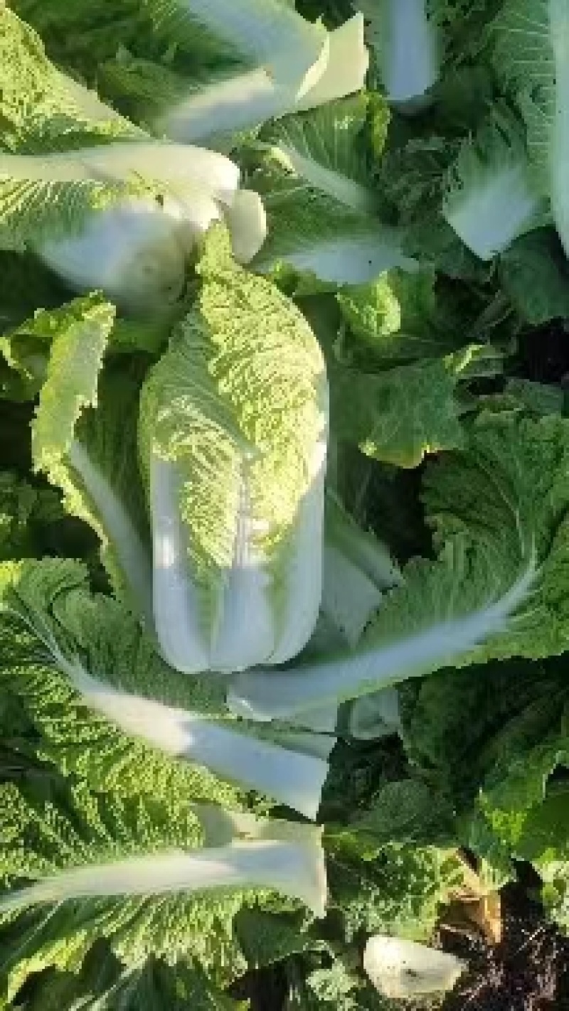 河北黄心大白菜，玉田白菜，一手货源，实力代办欢迎来电采购