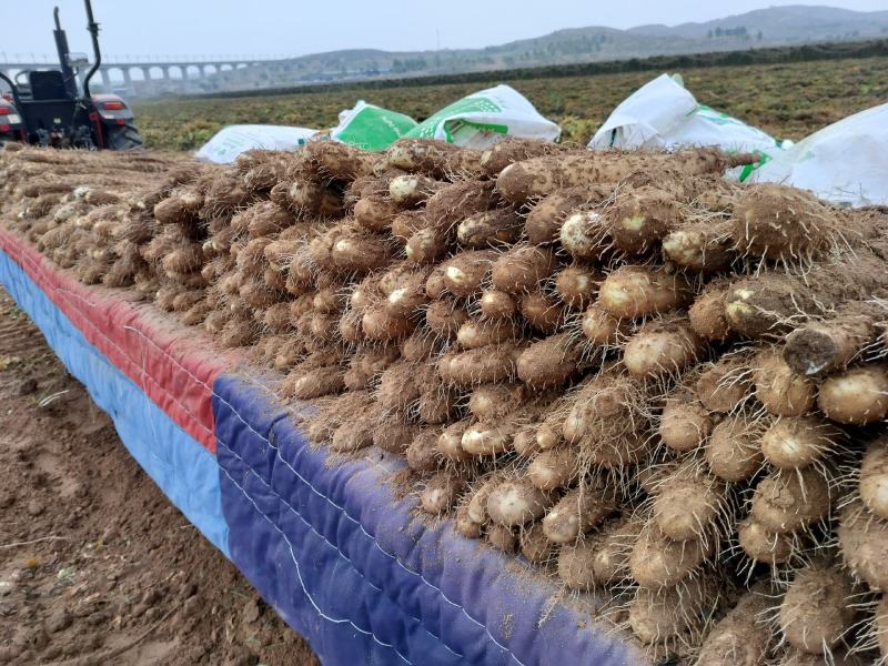 榆林沙地白玉山药