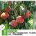 桃树苗新品种特大五月红巨早王桃果园直发包品种成活提供技术