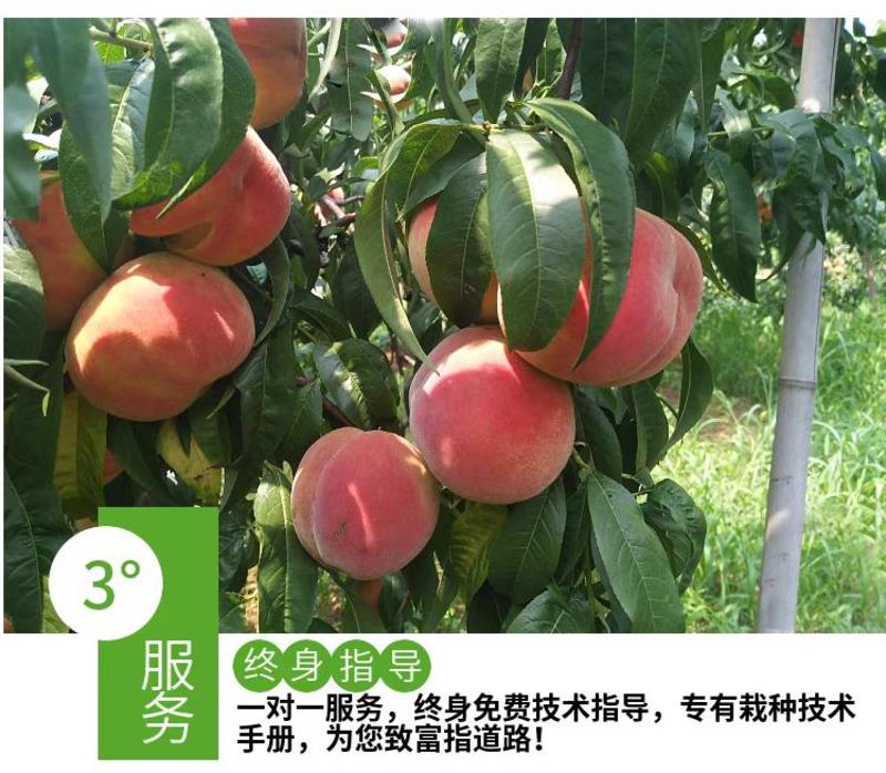 桃树苗新品种特大五月红巨早王桃果园直发包品种成活提供技术
