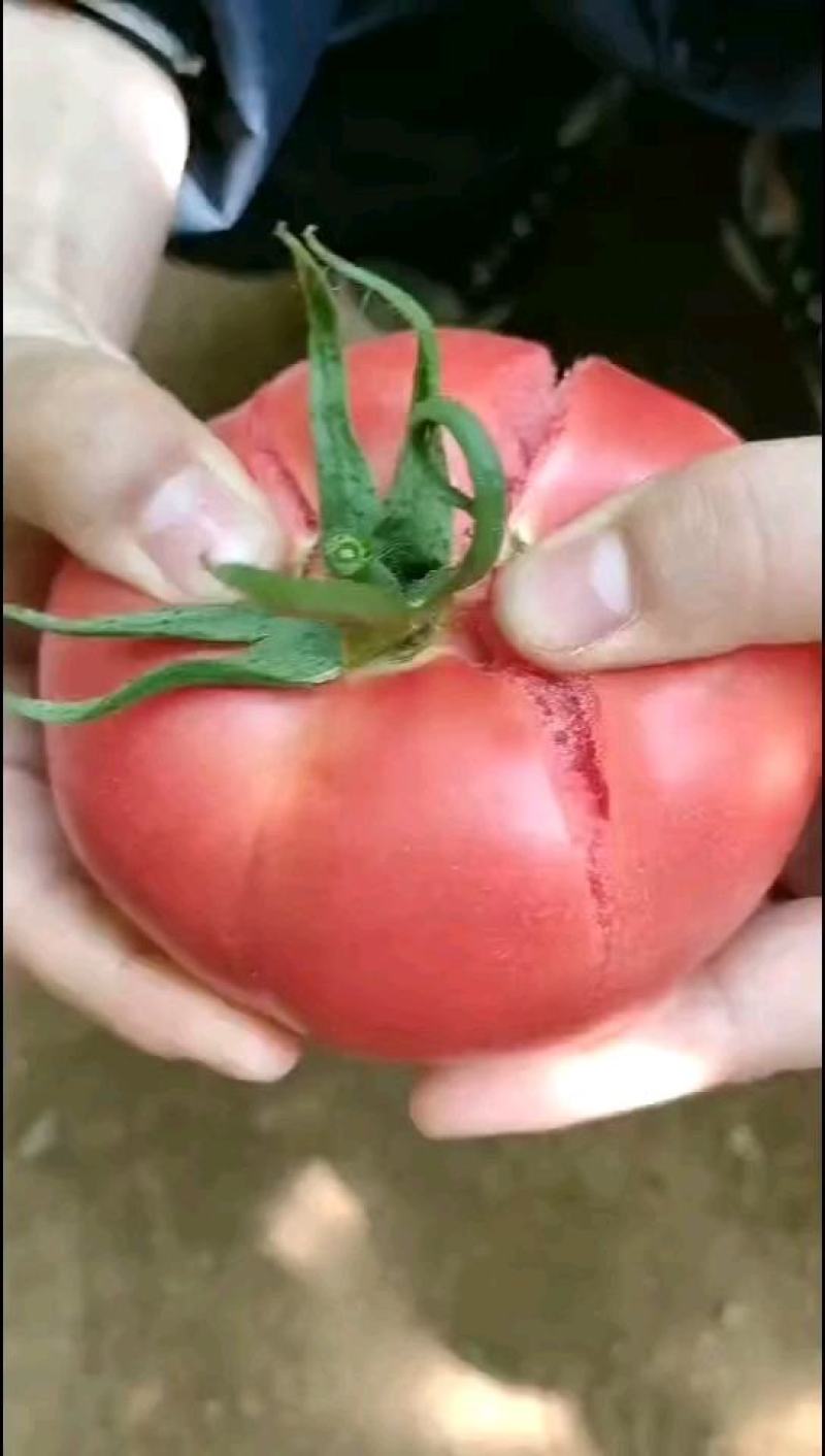 口感大粉番茄种子沙瓤粉果西红柿苗口感佳四季大果爱丽莎