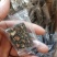 红枣核桃芝麻糕软糯香甜