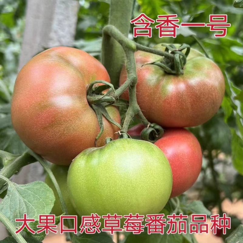 草莓番茄苗大果草莓番茄苗口感好，抗病好效益高