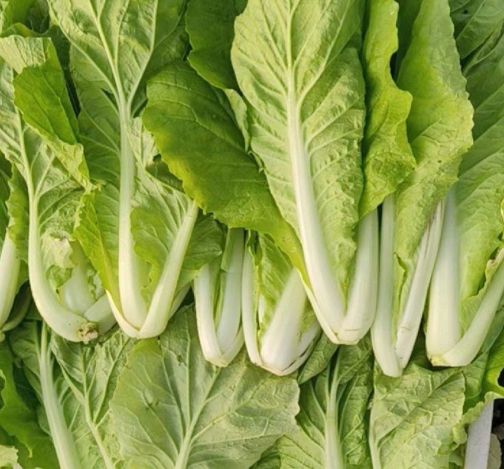 新鲜的白菜与发绿的白菜对比图