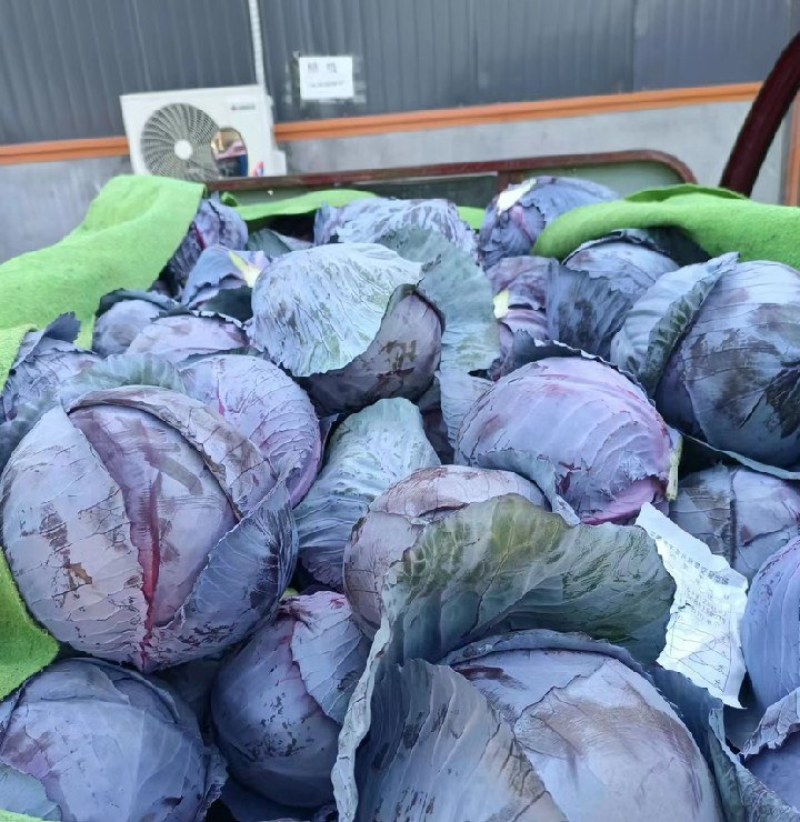 邯郸紫甘蓝一手货源可视频看货新鲜出炉